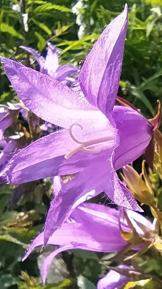 Schräg von der Seite fotografierte violette Glockenblüte.
