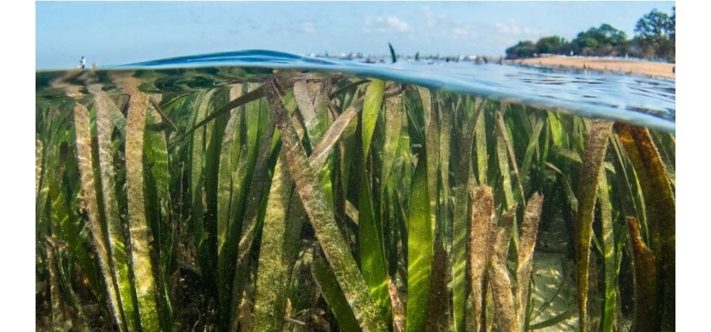 A vertical picture of seagrass covered by water that briefly covers its tips. A blue sky is above the water and seagrass, a strip of land with trees on the left.

From: UN decade of Ecosystem Restoration 2021-30
https://www.decadeonrestoration.org/scientists-outline-10-golden-rules-seagrass-restoration

