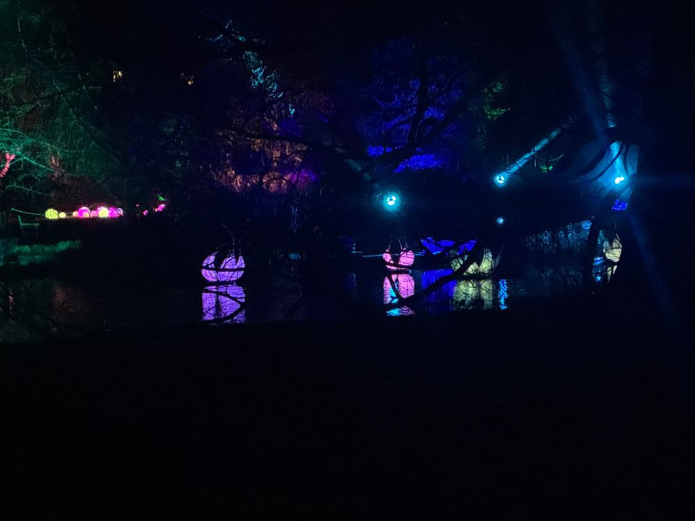 Light show at the Cambridge botanic gardens. 