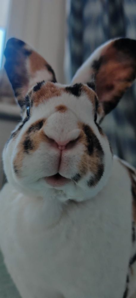 Weißes Kaninchen mit braunen und schwarzen Flecken schaut direkt in die Kamera