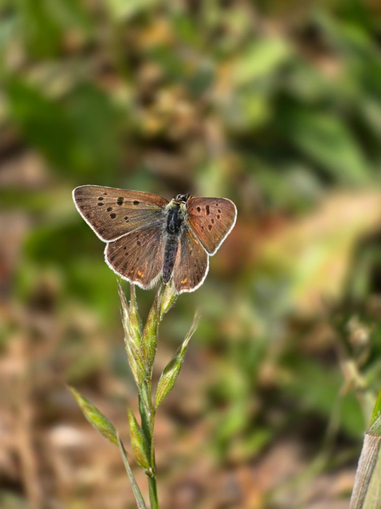 Ein einzelner, zierlicher Schmetterling mit braunen Flügeln und einer feinen weißen Umrandung sitzt sanft auf einer grünen Grashalmspitze. Die Flügel zeigen zarte dunkle Punkte und schimmern leicht im diffusen Licht. Der Hintergrund ist unscharf und zeigt verschiedene Grüntöne und helle Bereiche, was den Fokus auf den Schmetterling lenkt.

