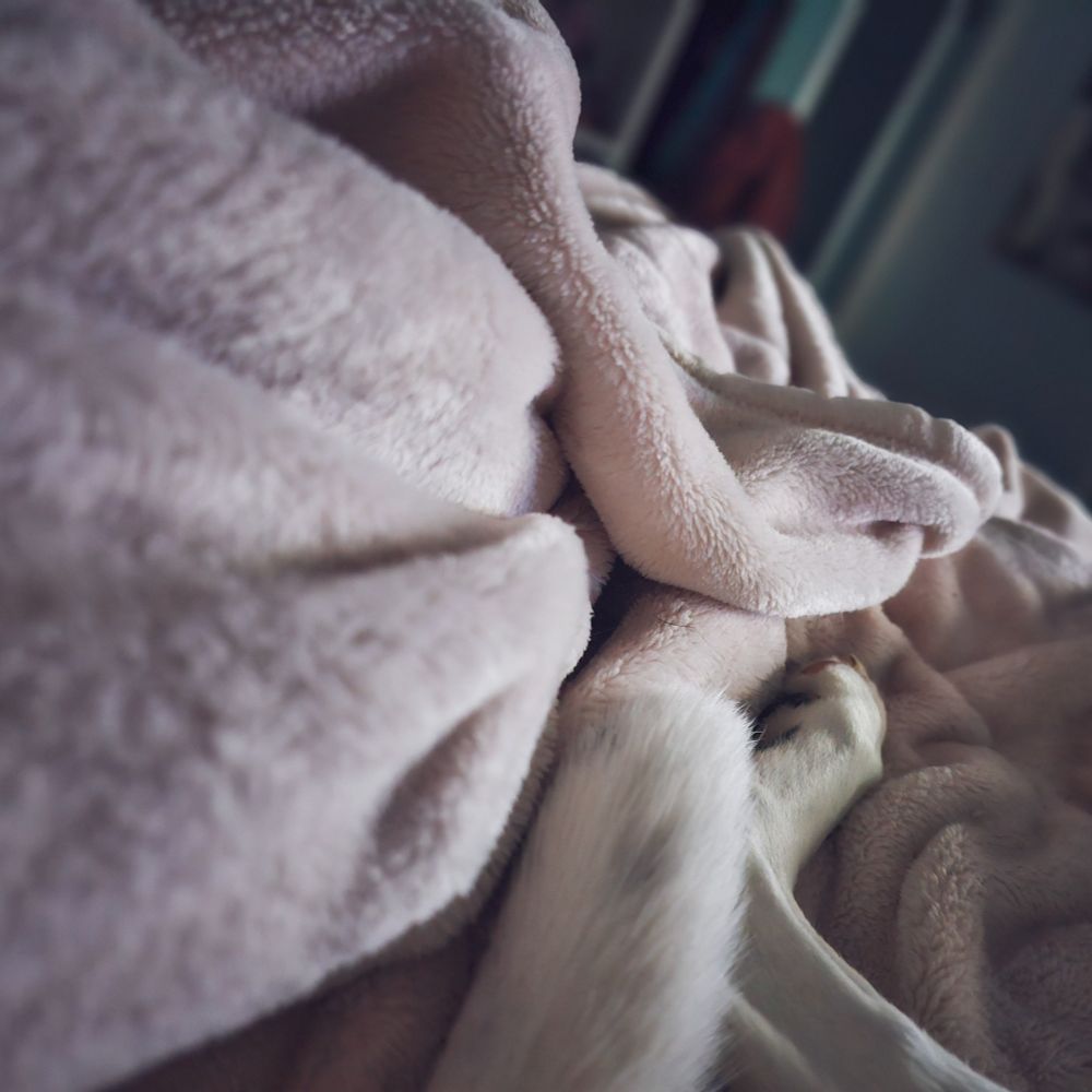 An abstract pic of the light pink blanket on my bed with a white dog leg and tail blending in.