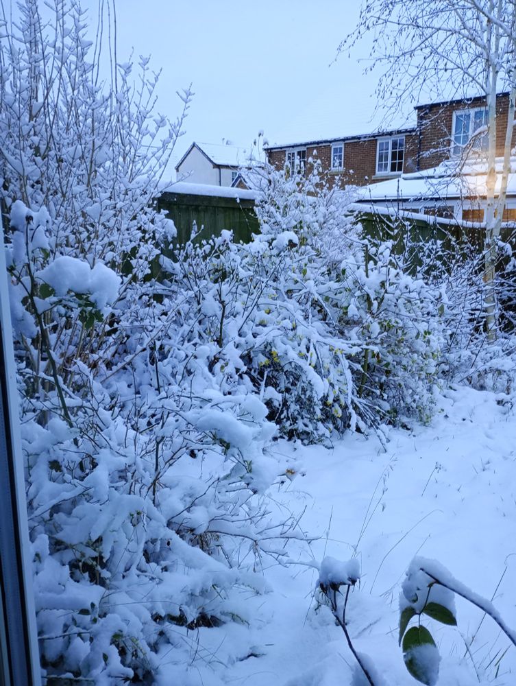 Back garden covered in snow, lots of bushes, trees, roses, silver birch, lawn, all covered in about 3-4 inches of snow.