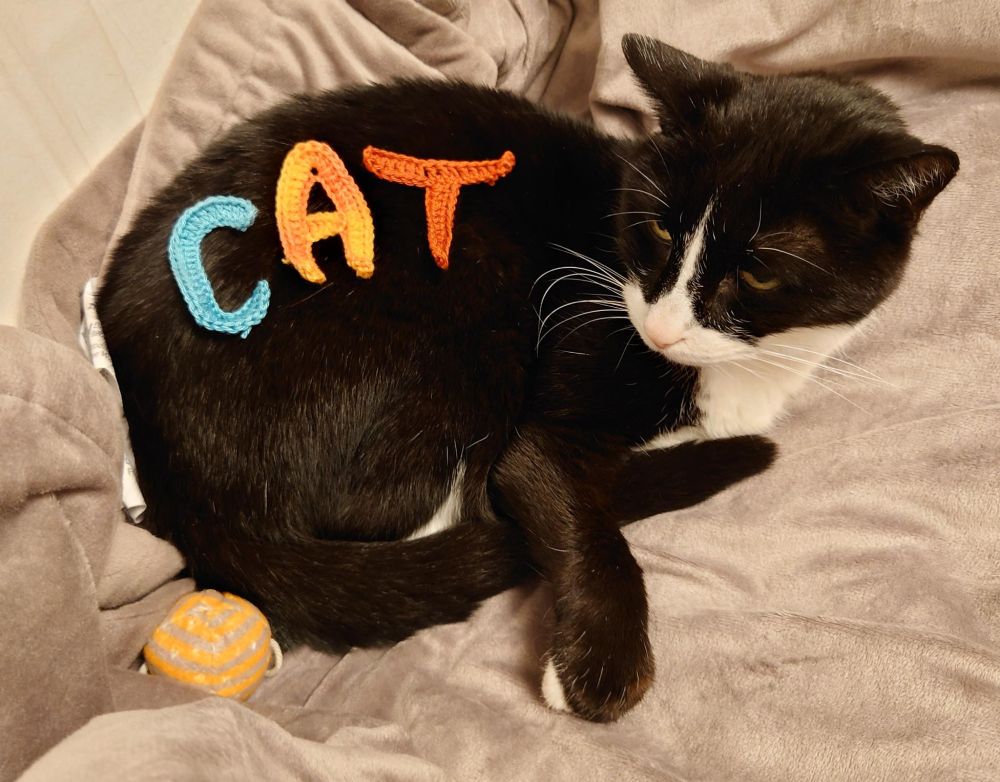 A cat with crocheted letters that spell cat