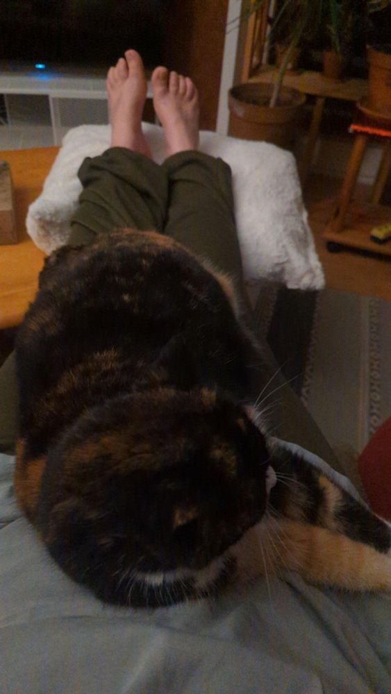 Eine dreifarbige Katze liegt auf dem Schoß einer Frau, die ihre Beine auf einem weißen kuscheligen Kissen auf einem Holztisch abgelegt hat. Ihre Füße sind nackt. Hinter dem Tisch sieht man den unteren Teil eines Fernsehers im Standby-Modus, daneben verschiedene Zimmerpflanzen vor bzw in einem Holzregal. 
Das Bild ist ziemlich dunkel.