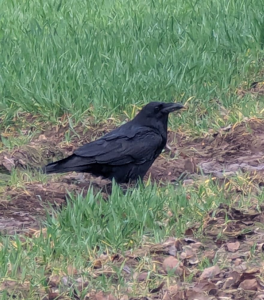Ein Kolkrabe sitzt in einem Feld mit noch recht kurzen grünen Halmen in einer Treckerspur.