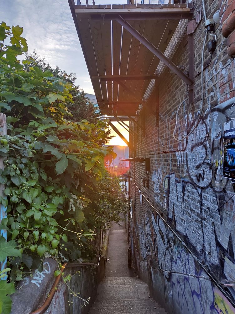 An urban slot corridor with the sun setting at the end. Wild plant growth to the left, a wall of graffiti to the right, and a straight path in the centre. Above a cantilevered walkway. Lens flare from the sun setting.