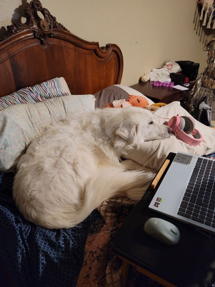 A large white dog sits forlornly on a bed next to a laptop.