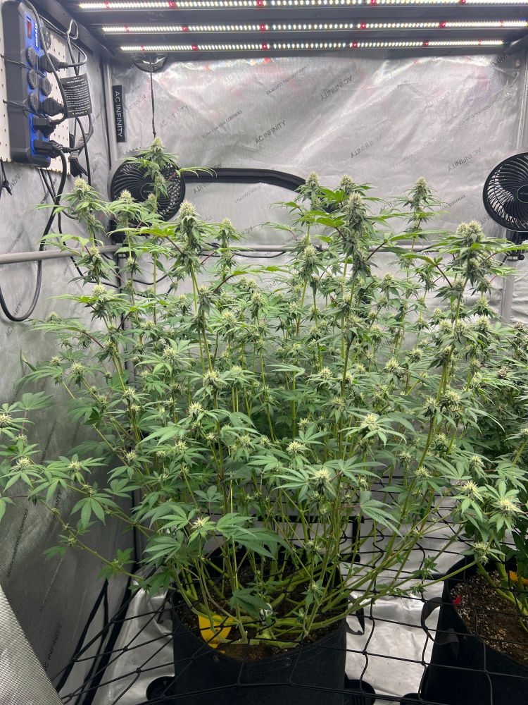 MellowZ (Grape Gas x Spritzer) cannabis plant from Compound Genetics day 27 of flower