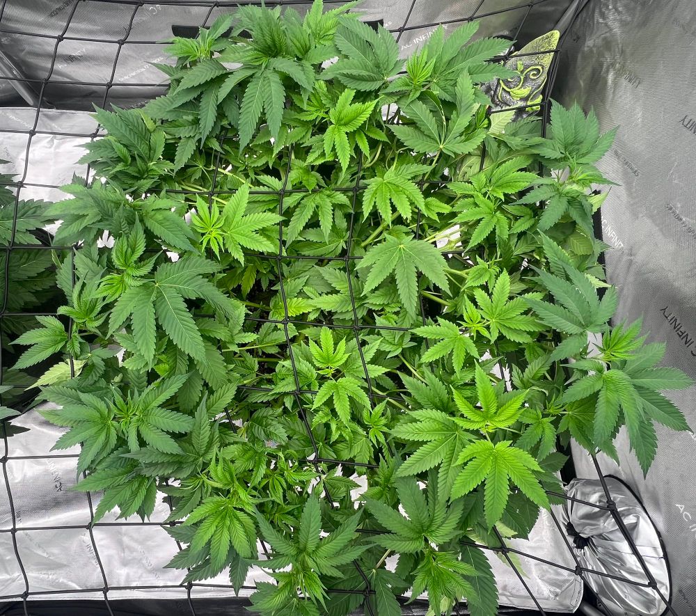 Double Grape Gas cannabis plant by Robin Hood Seeds is 9.5 weeks in veg. She has been SCROG’d out and is filling approx a 4x2.5 space. 