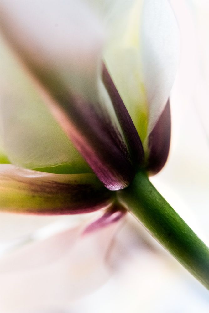 closeup photograph of the underside of a white lily. prominent view of the green stem with dark purple calyx. 