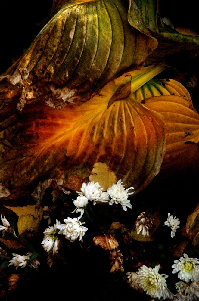 macro photograph of hosta leaves on their fall journey. the bottom one going orange, the top just brown spots showing up. so far, the white flowers at the bottom are holding. 