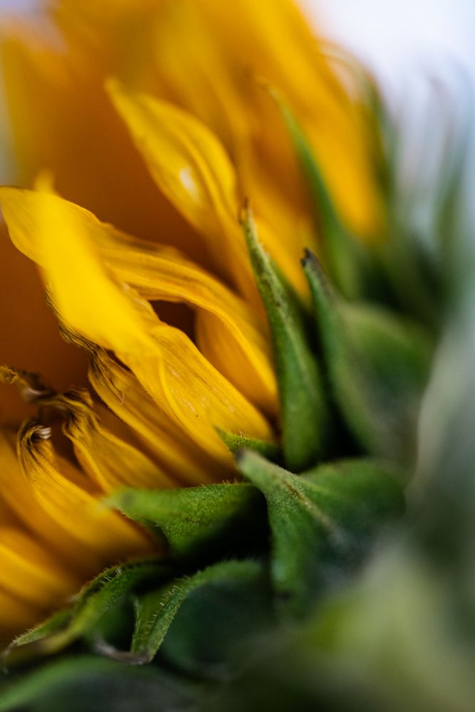 macrophotograph, tightly cropped, of a sunflower just starting to open fully. shot from the side and slightly underneath to catch the shapes. and of course, that yellow!!