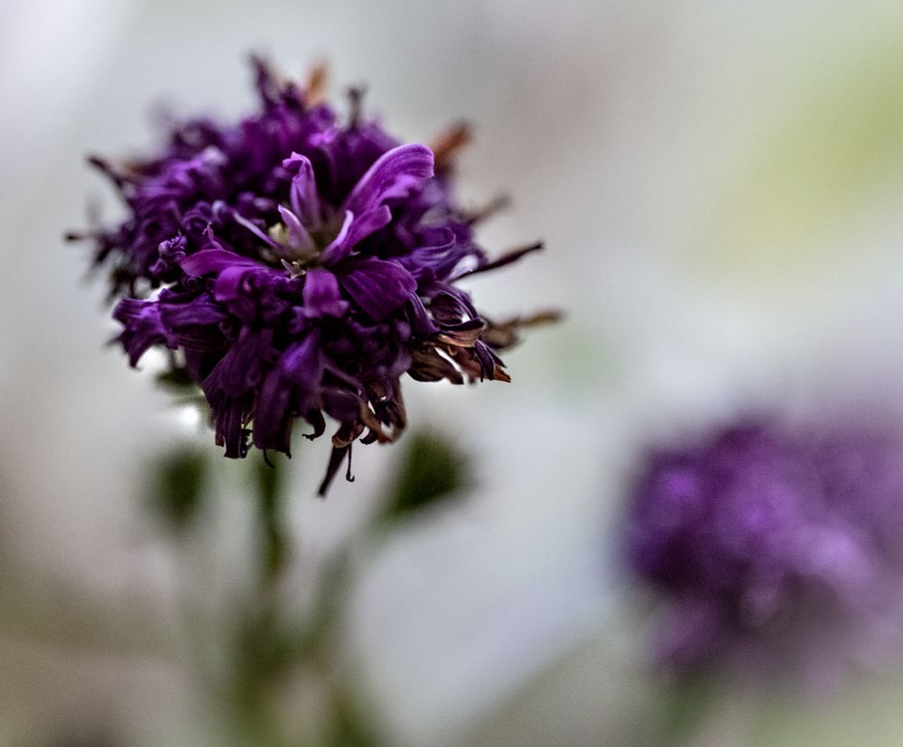 macrophotograph of two tiny purple asters. one in focus, one an abstract purple shape. always sorry to see them start to go. it makes me want to get them on camera. green stems. the background is white fading to gray with smudges of green.