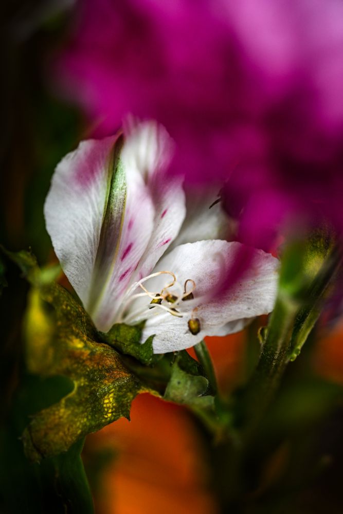 macrophotograph selectively focusing on a single white alstroemeria flower with pink markings. magenta dianthus flowers in front of it. surrounded by green leaves. the leaf to its left is starting to go. you can tell by the yellow mottling. orange flower in the deep background showing near the bottom of the image.