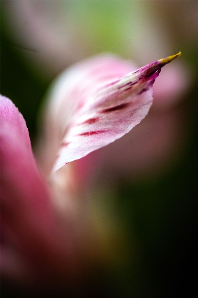 macrophotograph. a single pink alstroemeria with dark red markings. catching the sunlight. all shades of pink against a dark green background.