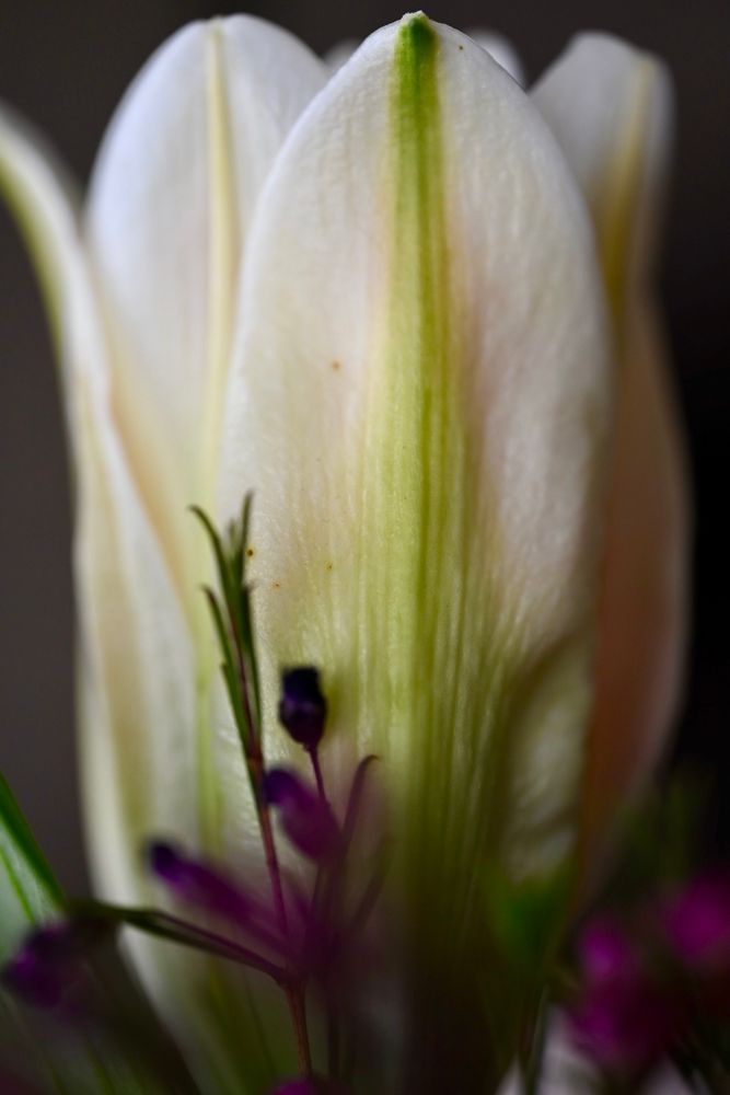A small sprig of tiny purple, Diane’s flowers in front of a large white lily bud with green veins.