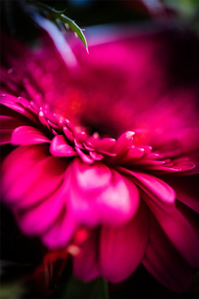 macro photograph of a hot pink gerbera daisy with the edge of the centermost petals in focus. highlights and bokeh in shades of orange. all against a dark background.