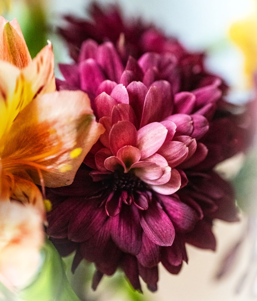 macrophotograph of two flowers in a vase. on the left, and orange alstroemeria flower with yellow highlights. on the right, a dark red chrysanthemum. near the center, some of the orange from its neighbor is reflected on the petals.