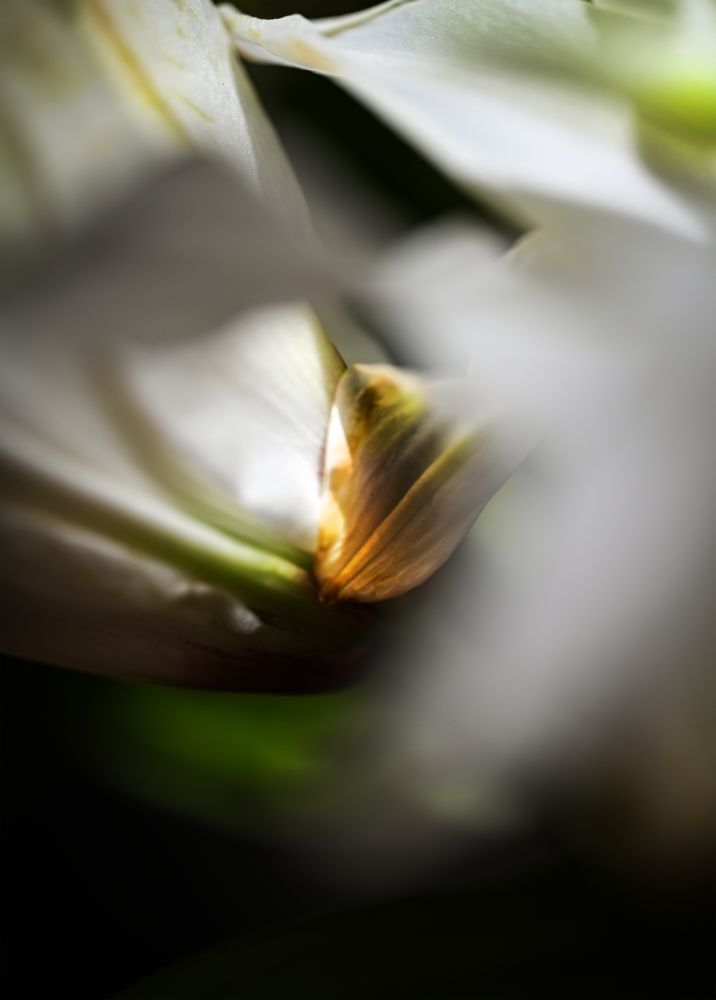 macrophotograph. i photographed a begonia from underneath. i was so surprised to find orange at the base of the petal. the flower fills the frame with the mostly white petal. a bit of orange at the center. and green stems.