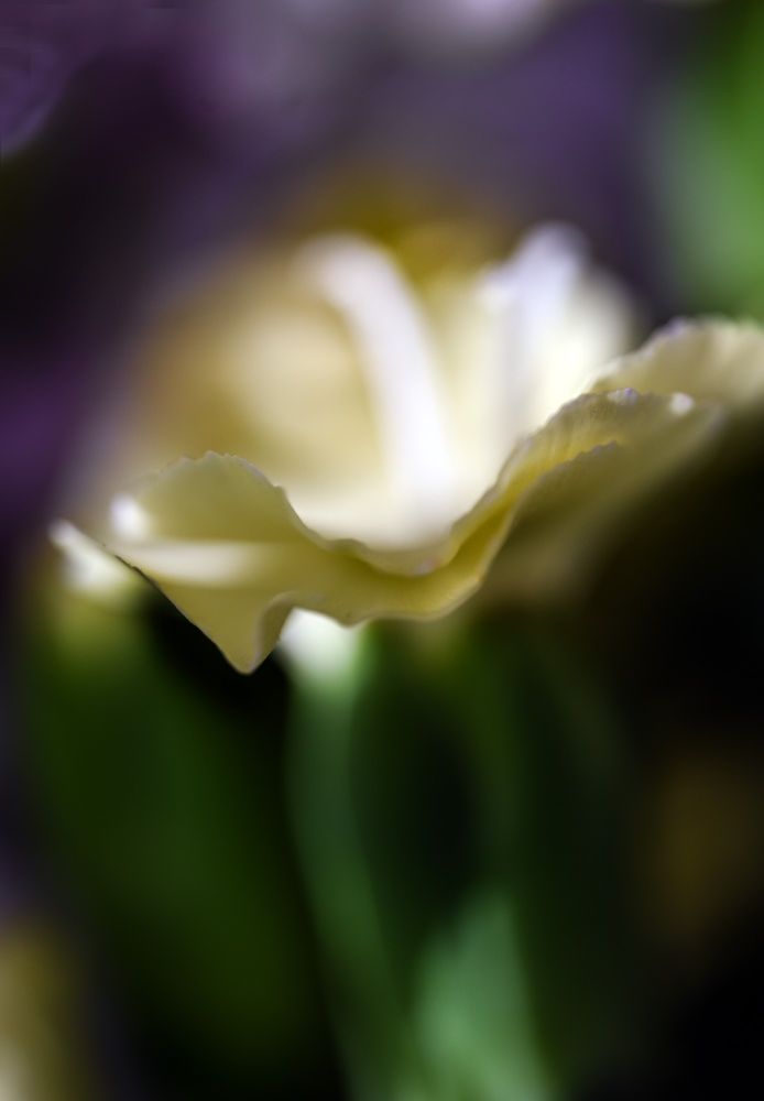 a very closeup look at a pale yellow-green dianthus flower. on its green stem. purple flowers in the background, just a blur. thanks to the 105mm lens at f/3.3