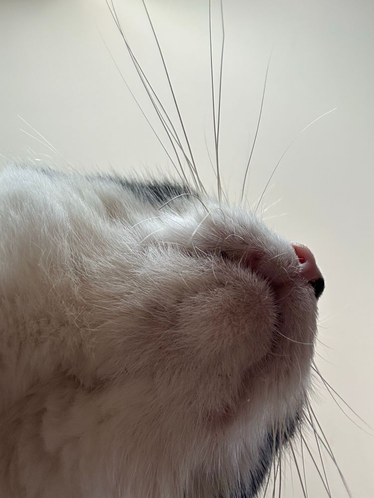 Chat vie d’en dessous 