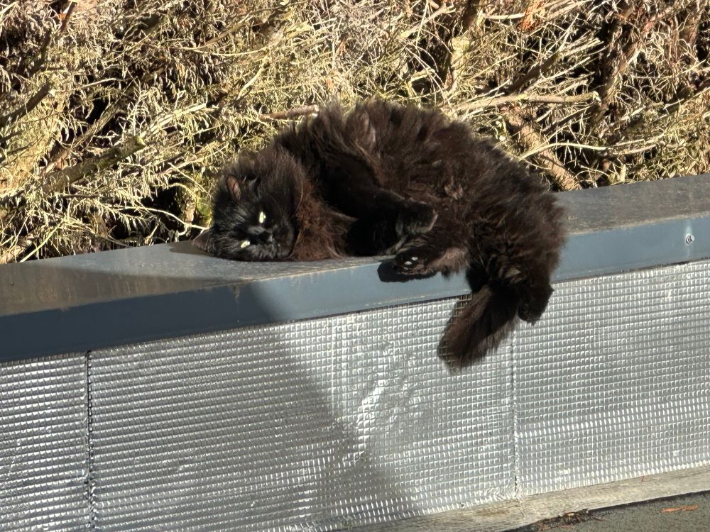 Mon chat noir au soleil 