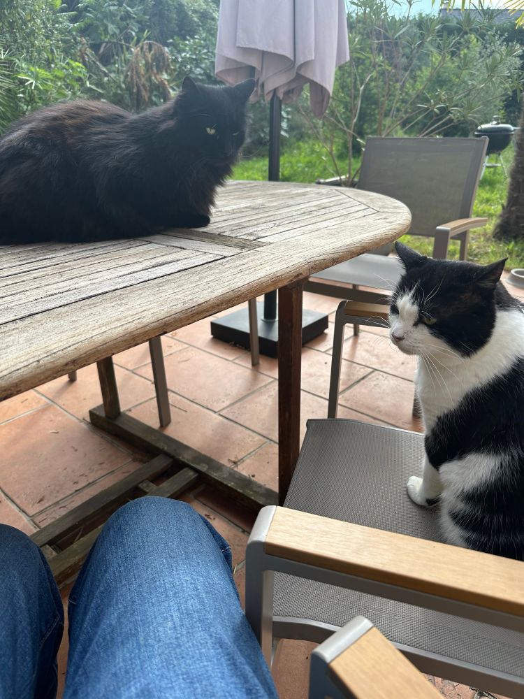 Mes 2 chats et moi