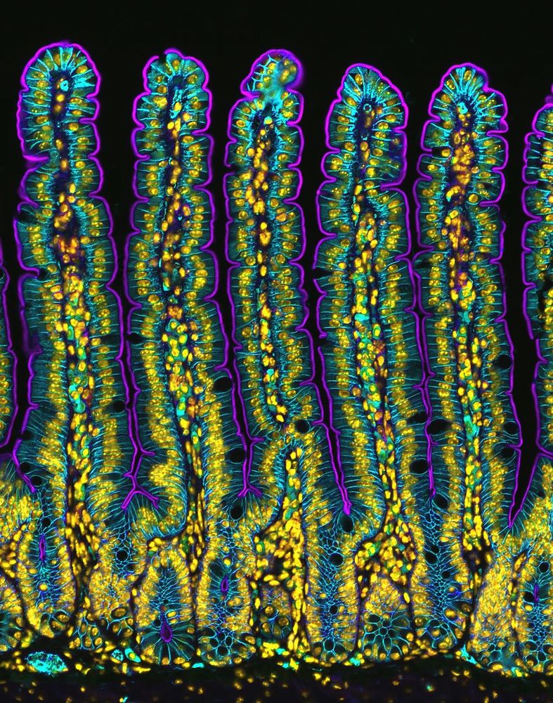 Fluorescent microscopy image of mouse gut lining, showing tall, finger-like villi structures in vivid colors. On a black background, the villi are outlined in purple, with internal structures glowing in bright yellow, green, and blue, highlighting cellular detail and differentiation. The image emphasizes the intricate architecture and vibrant patterns of the gut tissue.