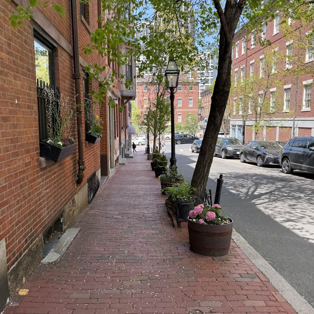 A brick sidewalk covered in small white petals, with flower boxes between the building and the street with many different blooming vibrant flowers
