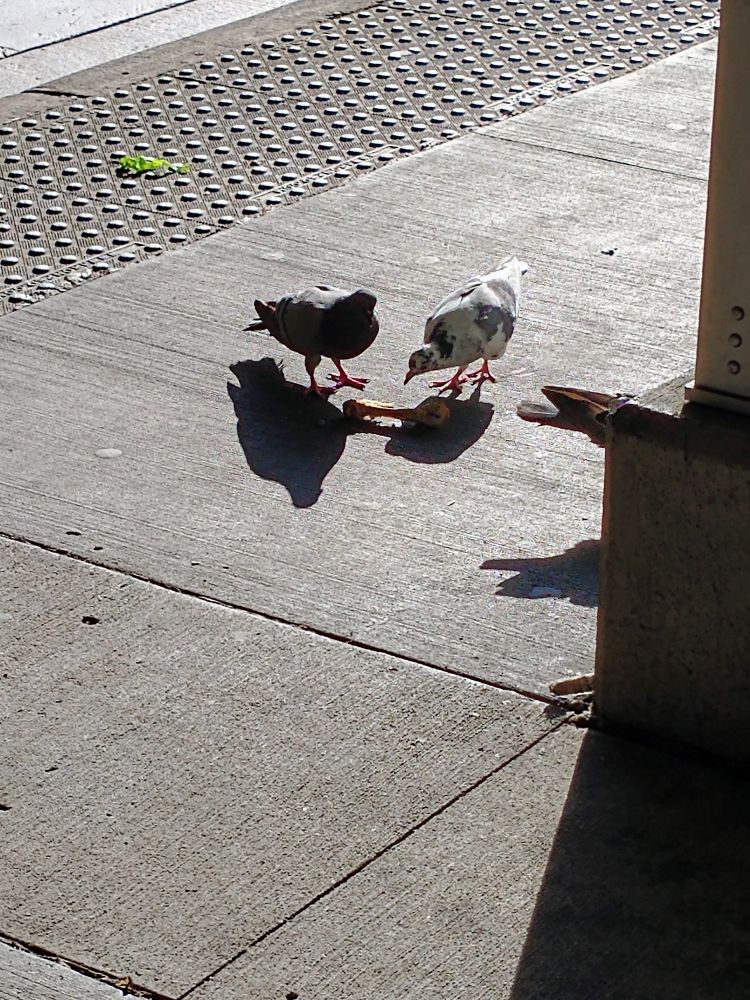 Two pigeons sharing a partially eaten chicken wing on the sidewalk