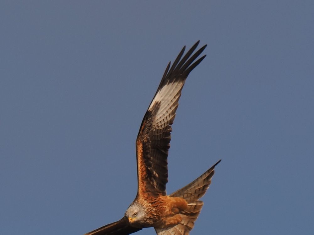 Partial Image of a Red kite gliding down