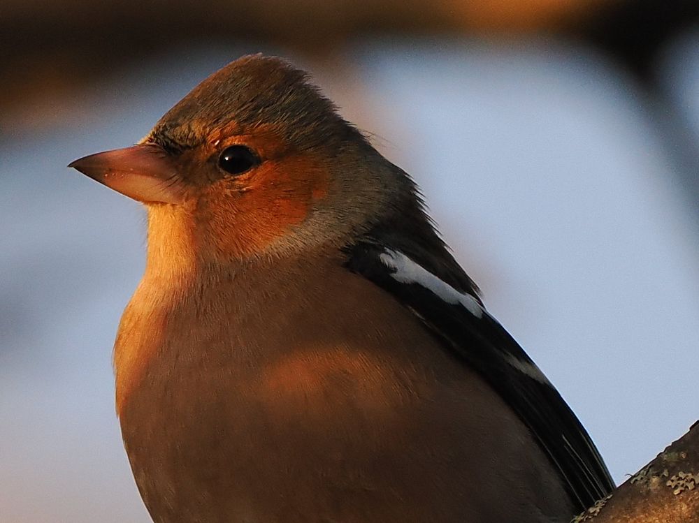 A chaffinch welcoming the morning sun