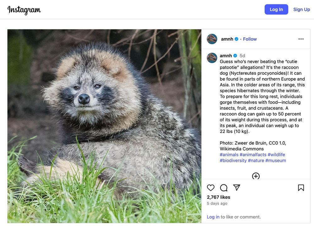 Guess who’s never beating the “cutie patootie” allegations? It’s the raccoon dog (Nyctereutes procyonoides)! It can be found in parts of northern Europe and Asia. In the colder areas of its range, this species hibernates through the winter. To prepare for this long rest, individuals gorge themselves with food—including insects, fruit, and crustaceans. A raccoon dog can gain up to 50 percent of its weight during this process, and at its peak, an individual can weigh up to 22 lbs (10 kg).
