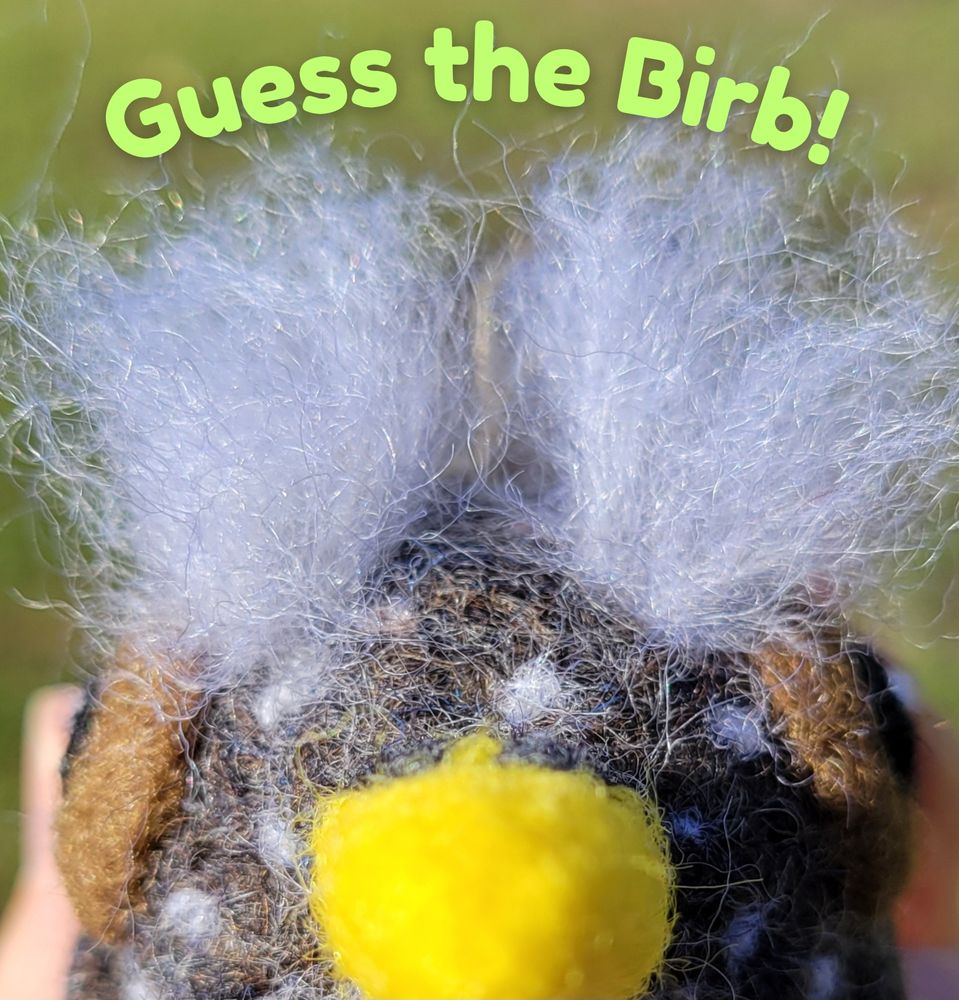 A close up of a needle felted dark gray-ish colored wool bird has a yellow and black beak, brown eyes, two white head feather tufts, and a few spots on the face has the words "Guess the birb!" above it's head. 