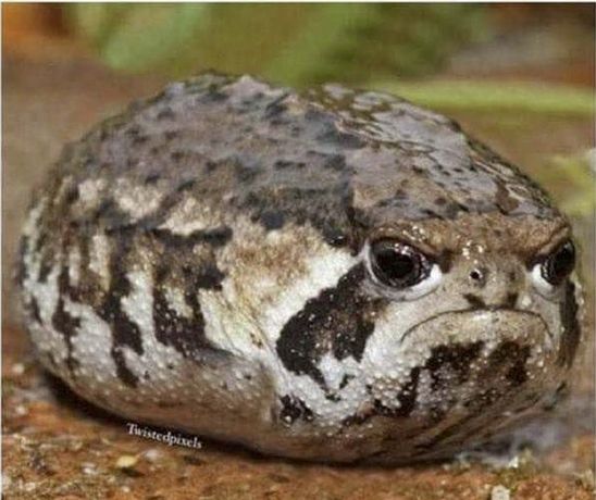 Sapo gordo com aparência de brabo.