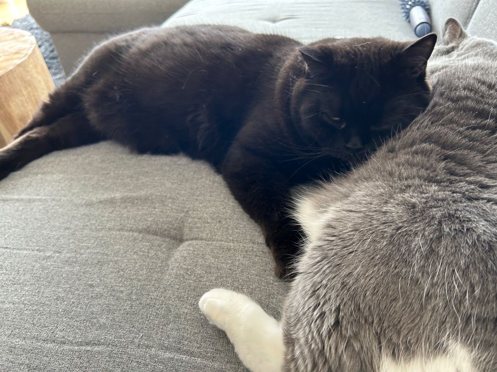 mein schwarzer kater hat jetzt auch meinen platz eingenommen 