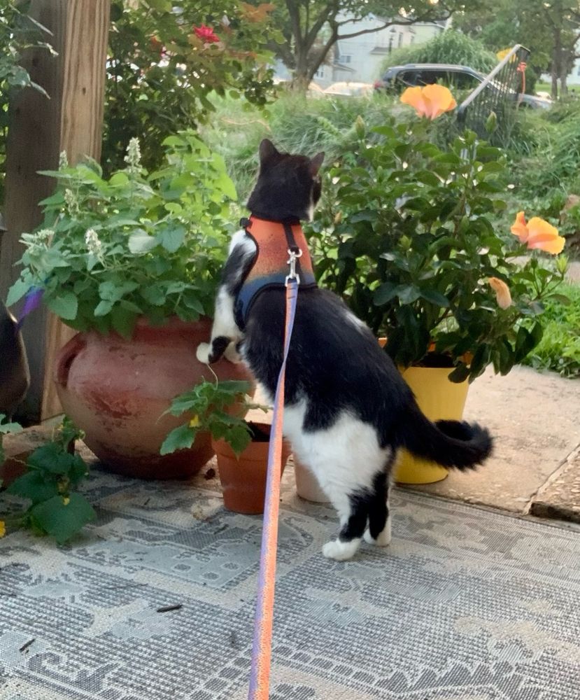 Chubs on a leash inspects the catnip plant 
