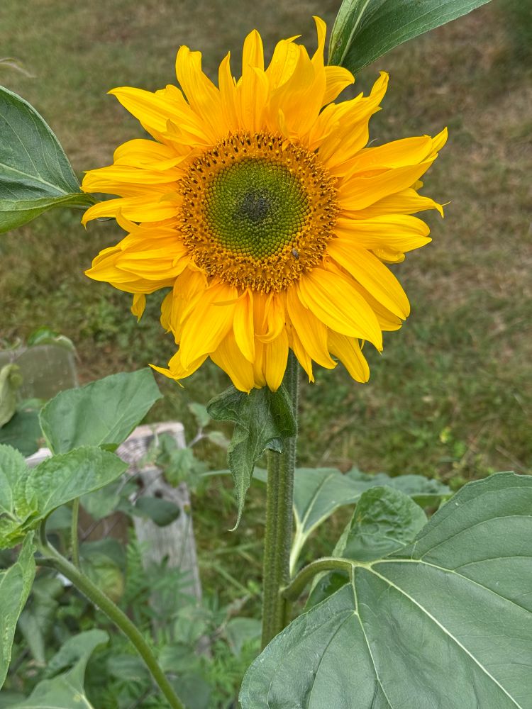 Giant sun flower