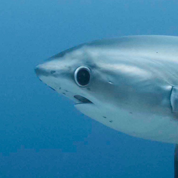 A closeup of a particularly befuddled thresher shark
