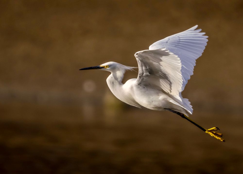 Snowy egret,with golden feet, taking off against a warm brown background.