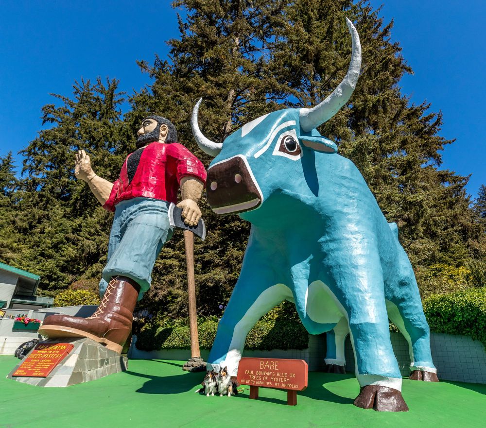 Tri-color and blue Merle shelties pose in front of very tall statues of Paul Bunyan and his blue ox, Babe, in Klamath, California. 