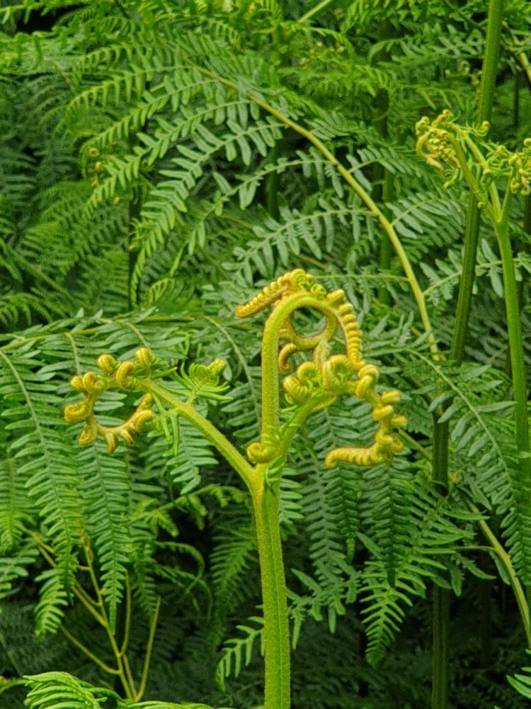 Crosse de fougère en train de se déployer avec des fougères ouvertes en arrière