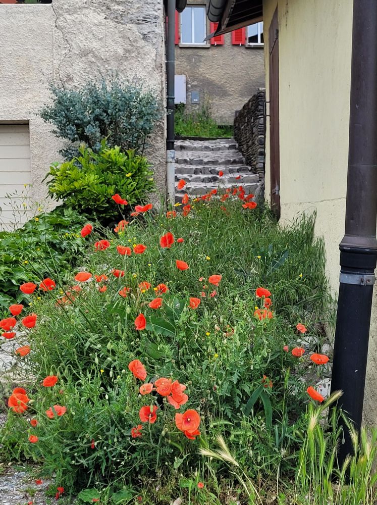 Derrière un parterre de coquelicot un escalier en pierre entre deux maison