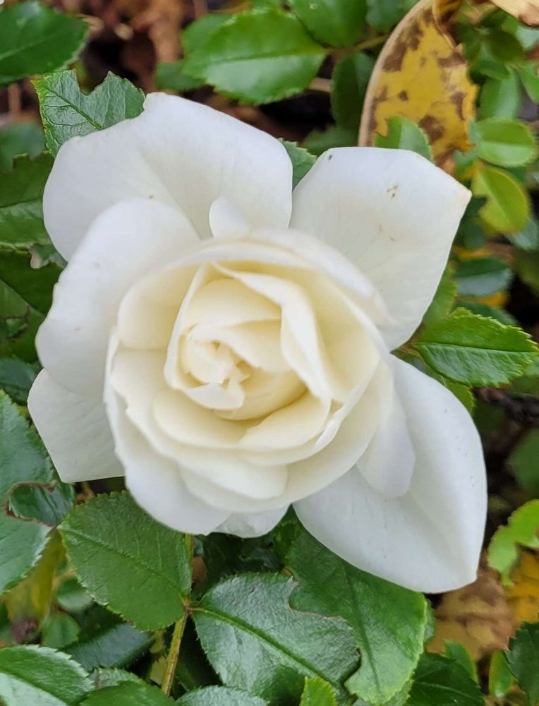 Rose blanche et feuillage