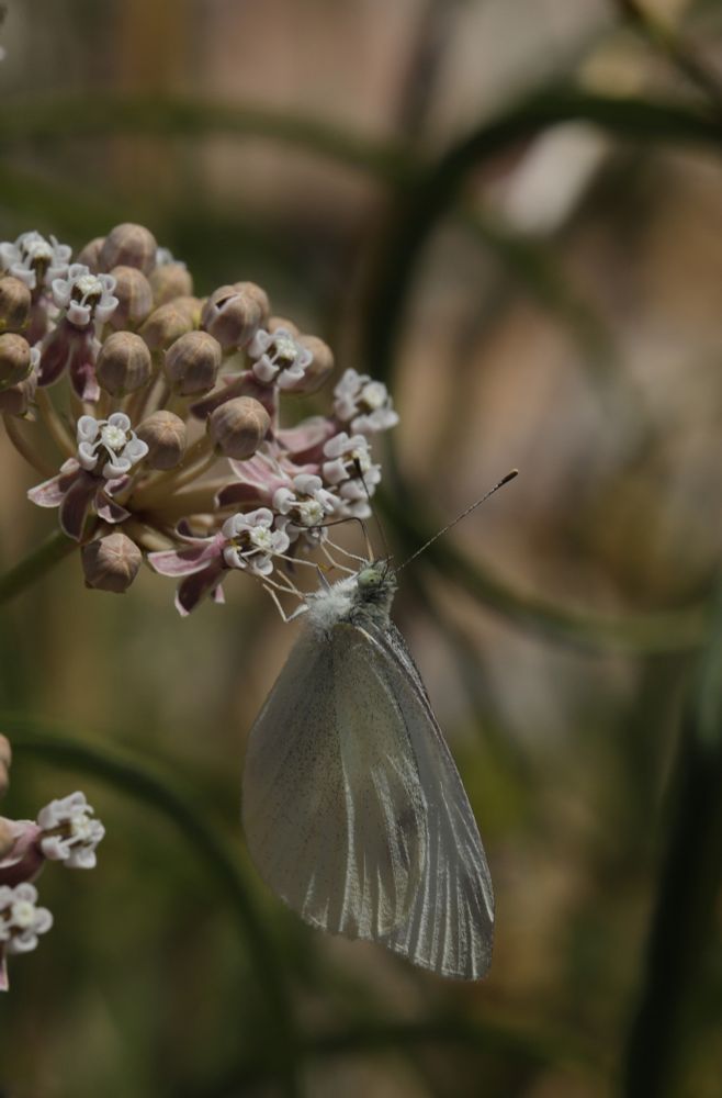 A Cabbage White (Pieris rapae) hanging off of and drinking from a flower of Narrowleaf Milkweed (Asclepias fascicularis) 