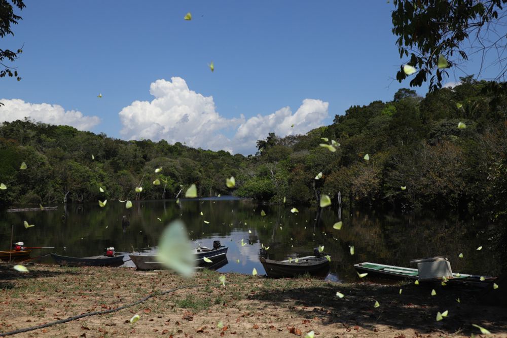 Butterflies in flight after being disturbed - most return to puddling within a few minutes. The water here is a small inlet off the Rio Negro, the river itself is about the width of the Pudget Sound at this point.