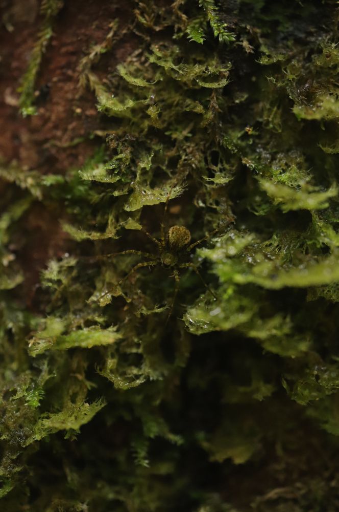 A green wandering spider (Gephyroctenus sp.) resting in green moss on the side of a tree