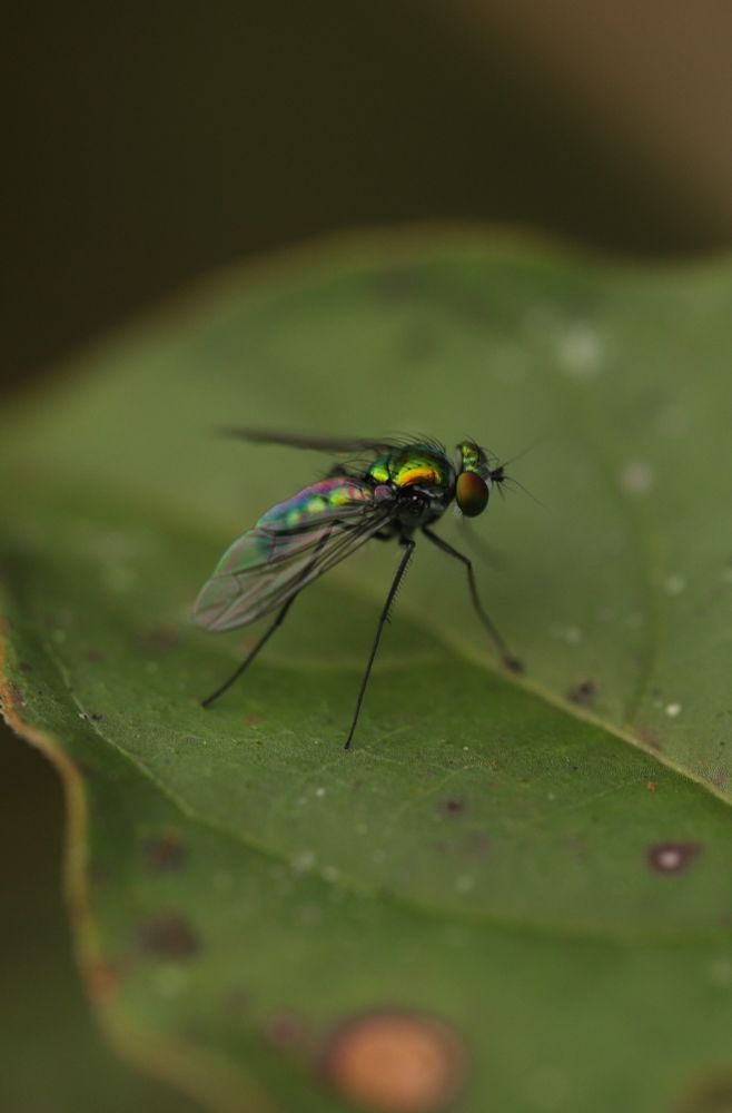 A Long-Legged fly in the genus Condylostylus with an iridescent green body, standing on a leaf 