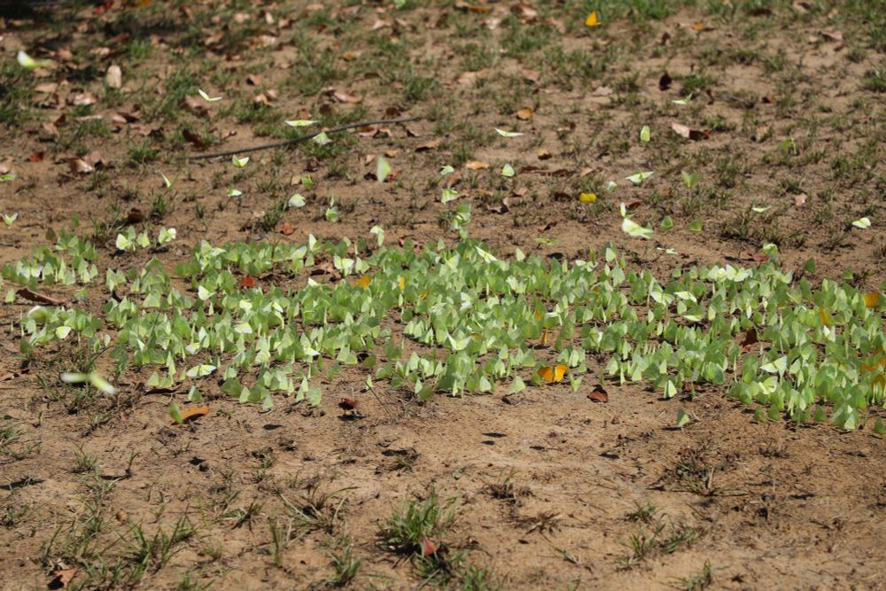 The entire congregation of butterflies, about 3ft by 4ft in size